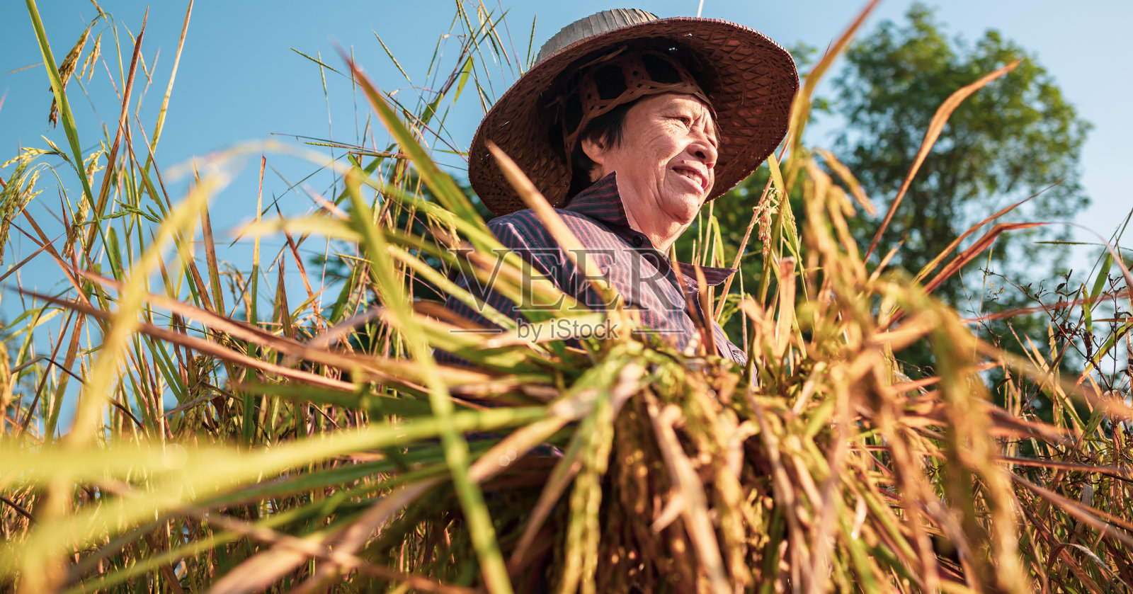 泰国农村，一名年长的亚洲妇女在田里收割水稻，水稻植株呈金黄色照片摄影图片