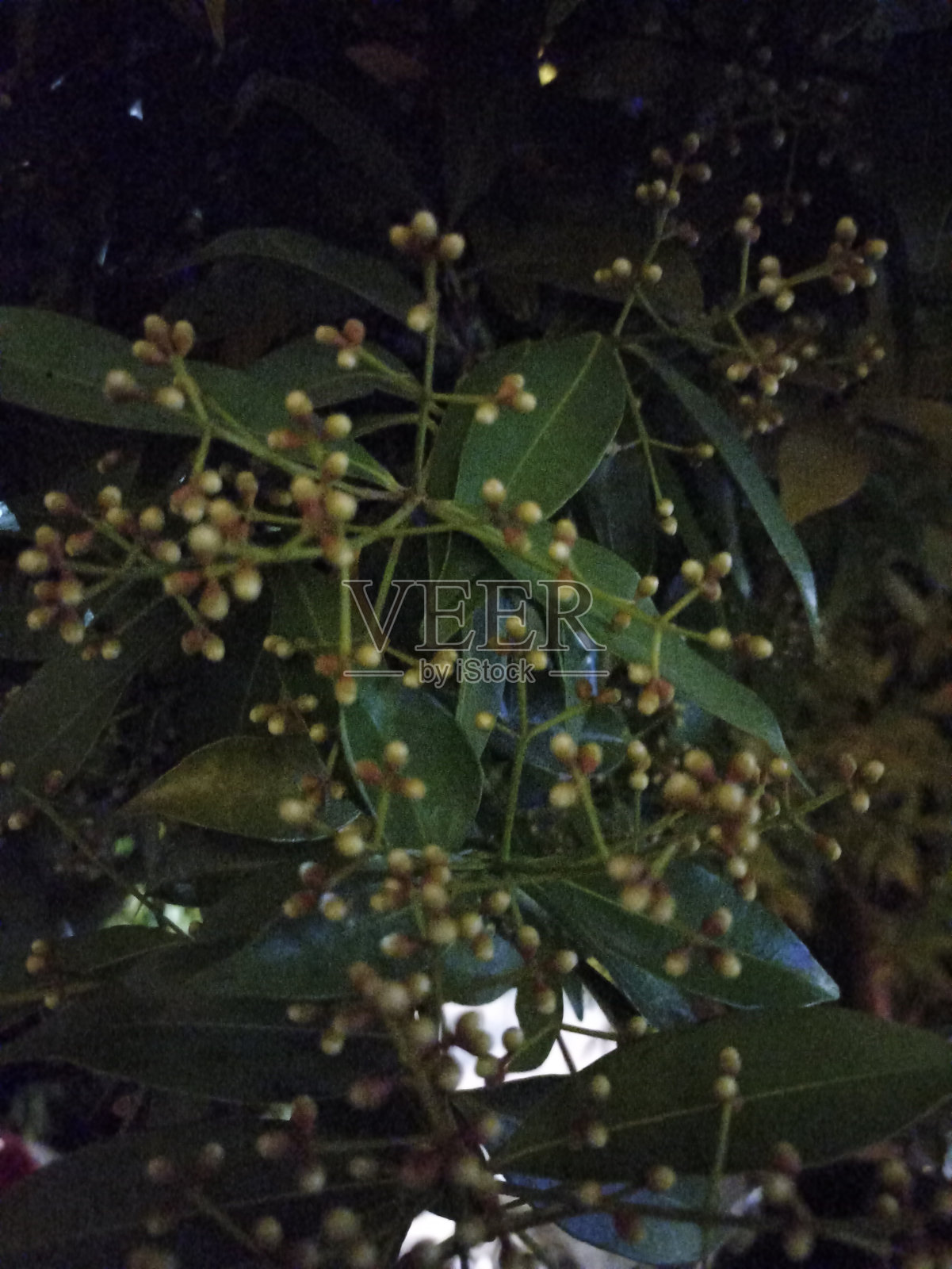 种子模糊照片摄影图片