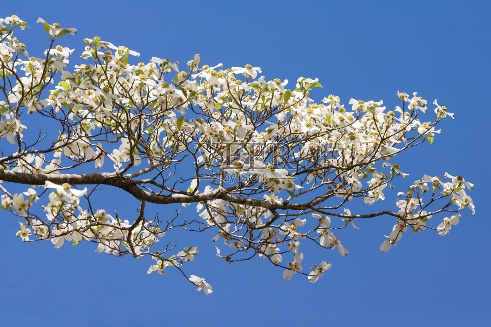 山茱萸枝色照片摄影图片