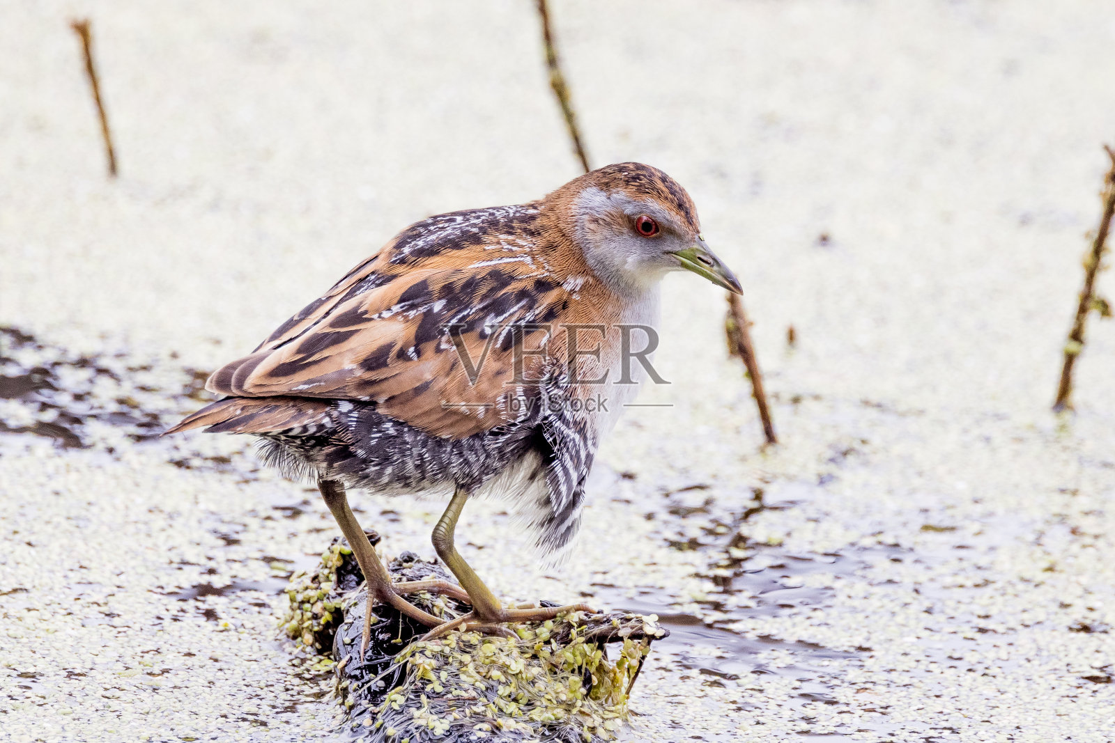 澳大利亚的贝隆秧鸡照片摄影图片