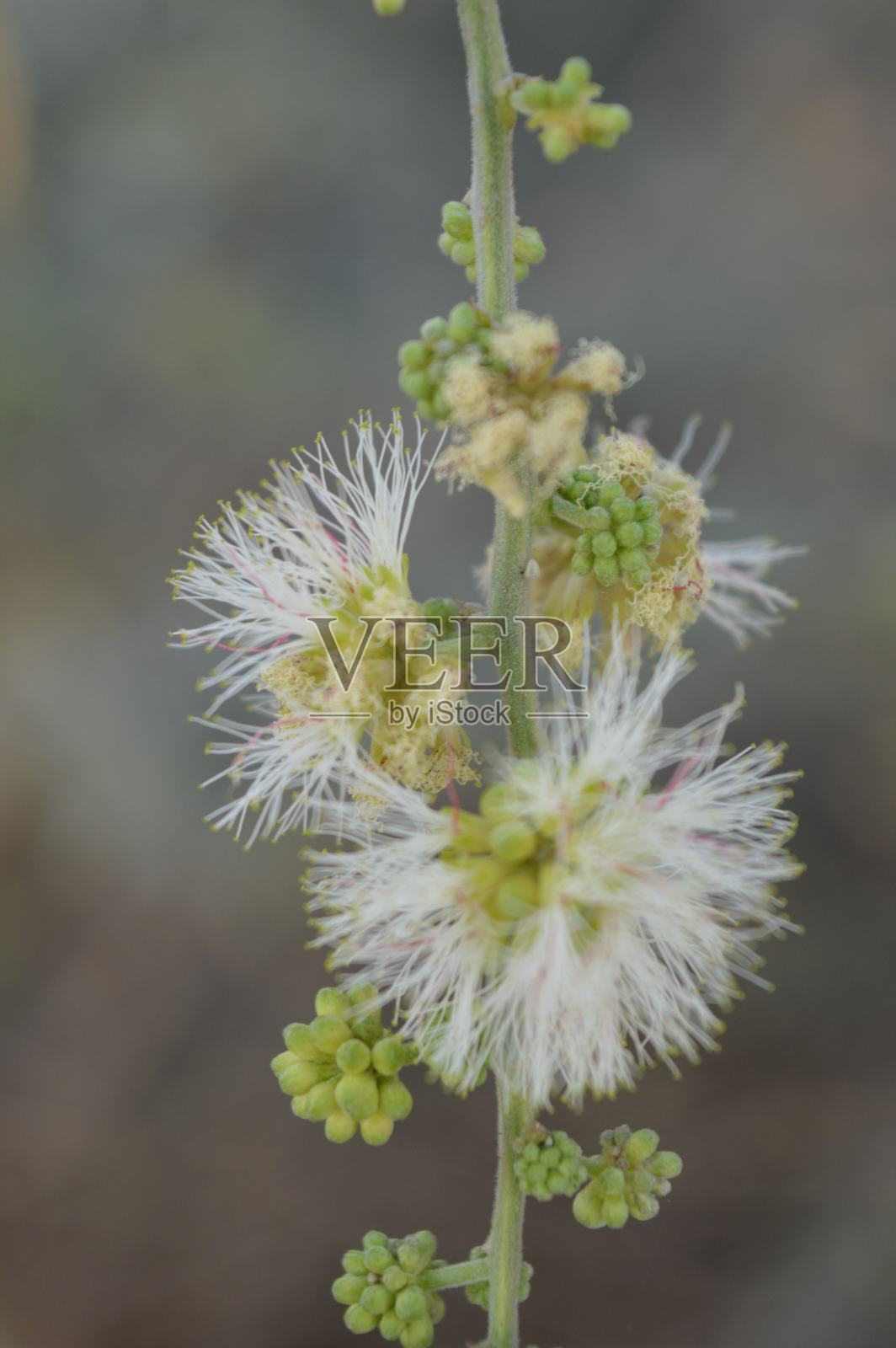 孟加拉国最美丽的花。照片摄影图片