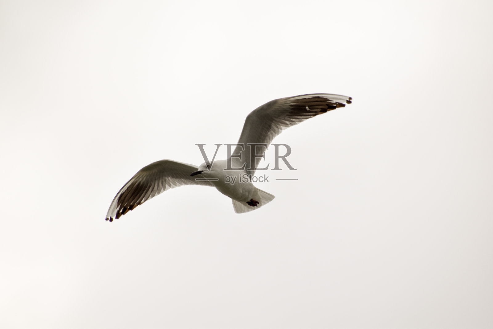 黑嘴鸥飞翔照片摄影图片