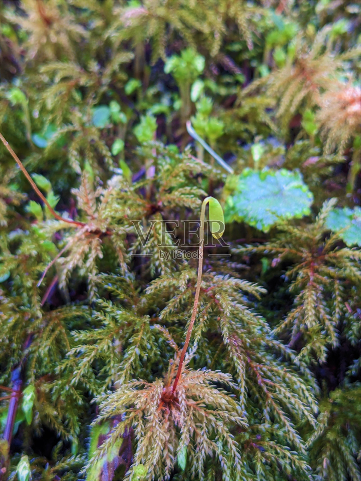长满苔藓照片摄影图片