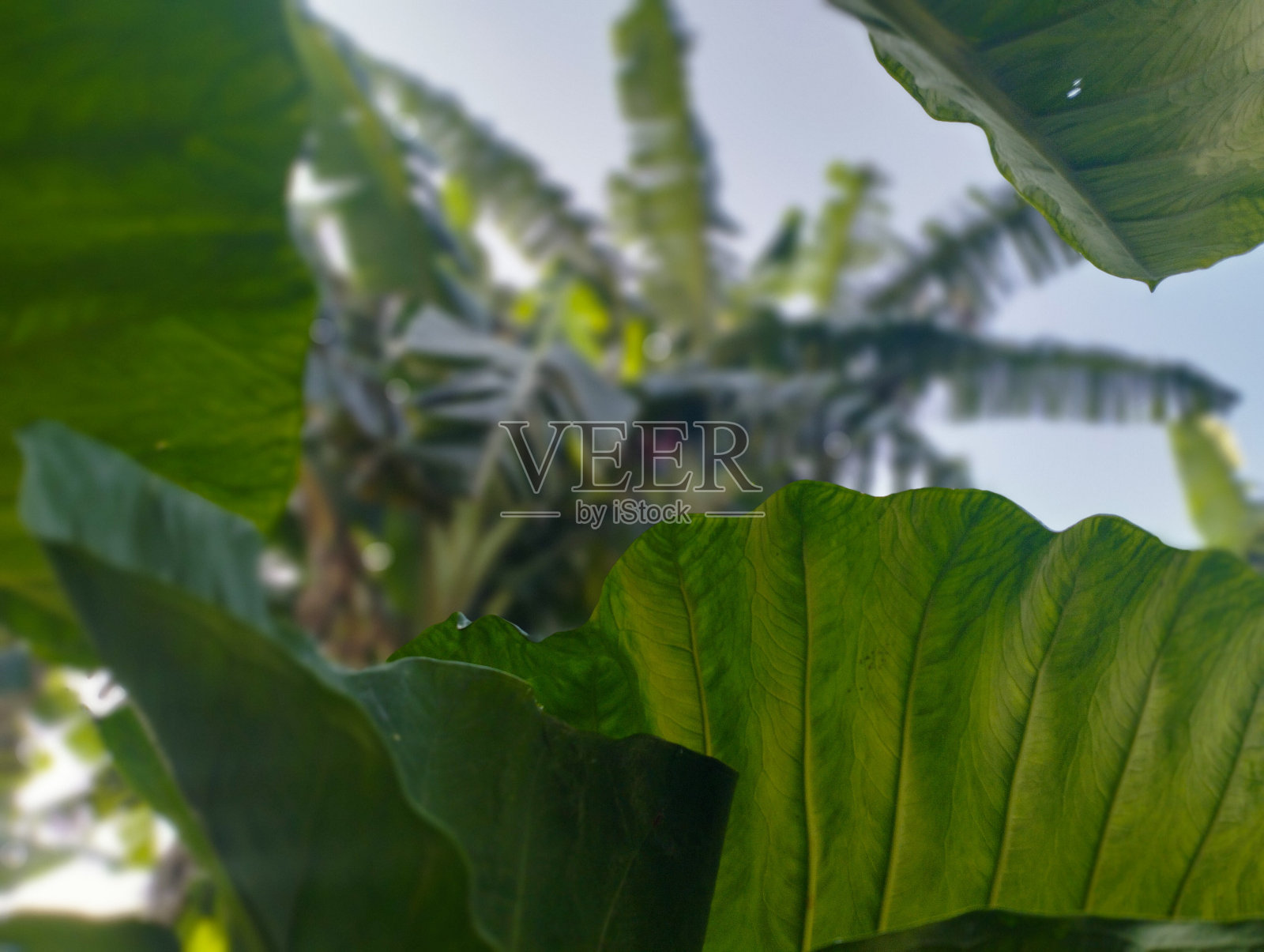 芋头叶照片摄影图片