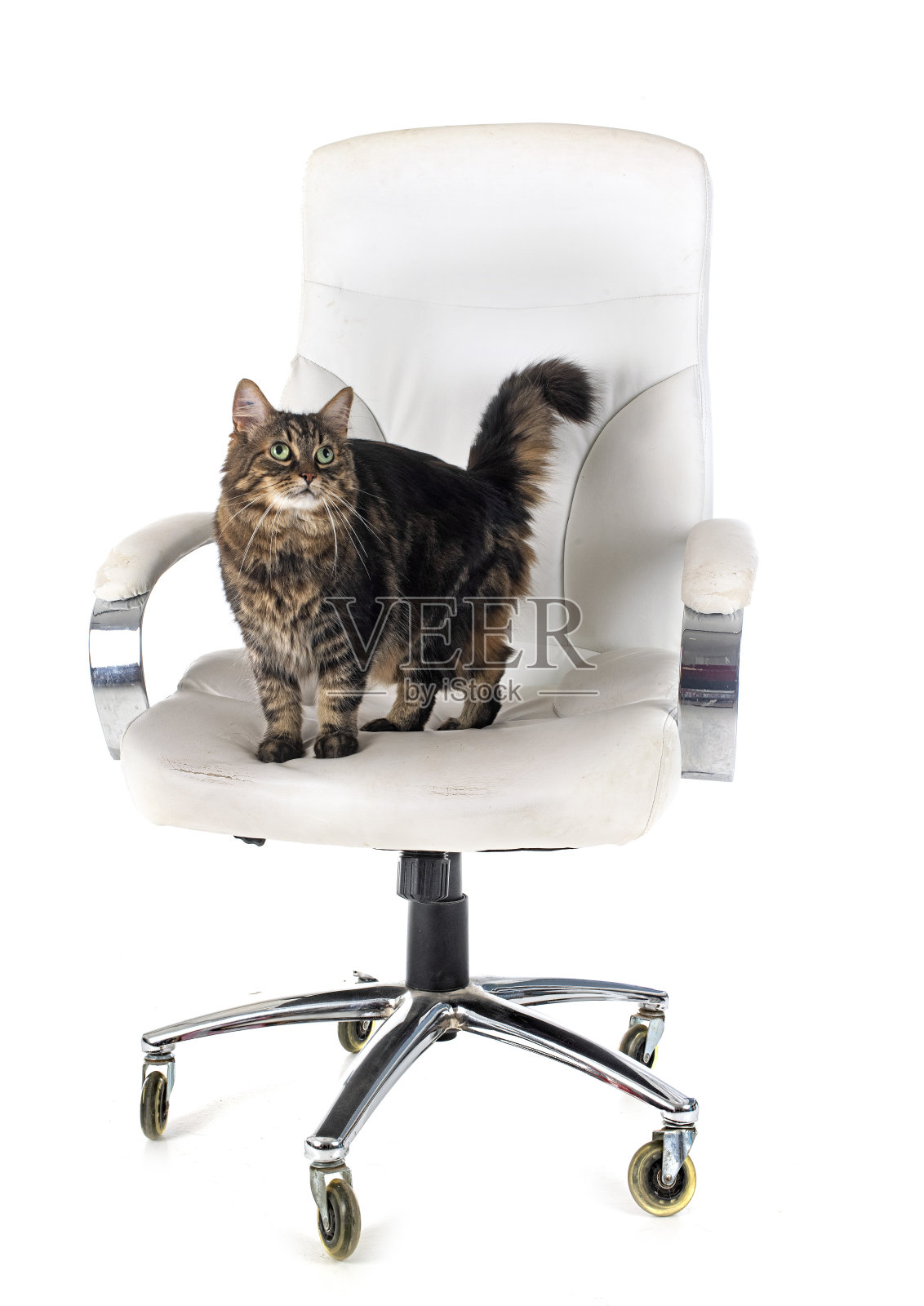 缅因猫照片摄影图片