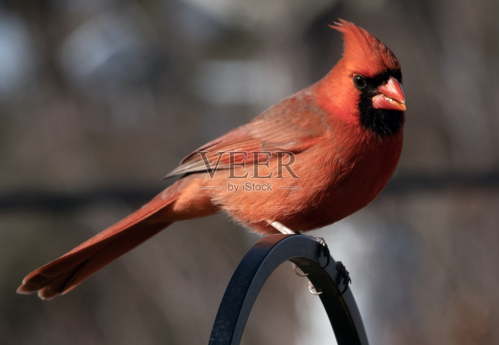 北方红雀在高高的金属栖木上照片摄影图片