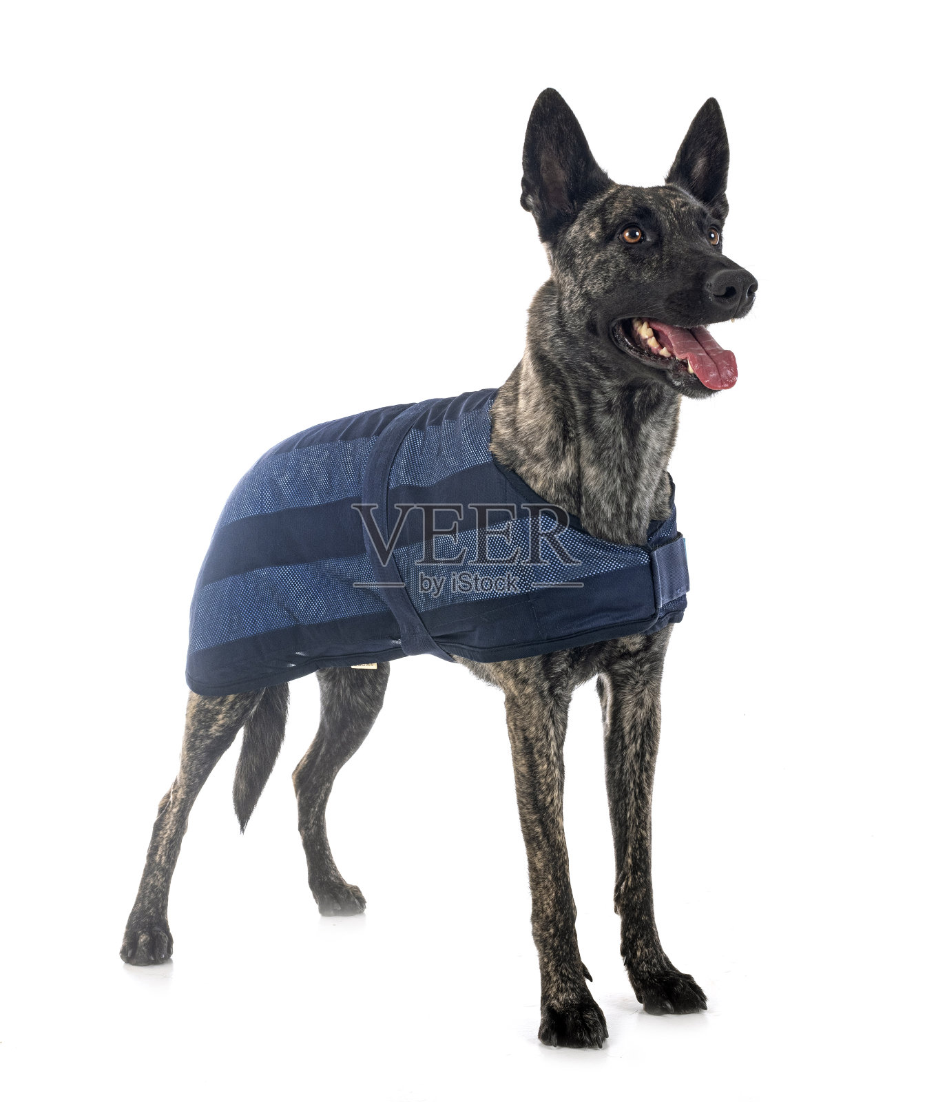 荷兰牧羊犬在工作室照片摄影图片