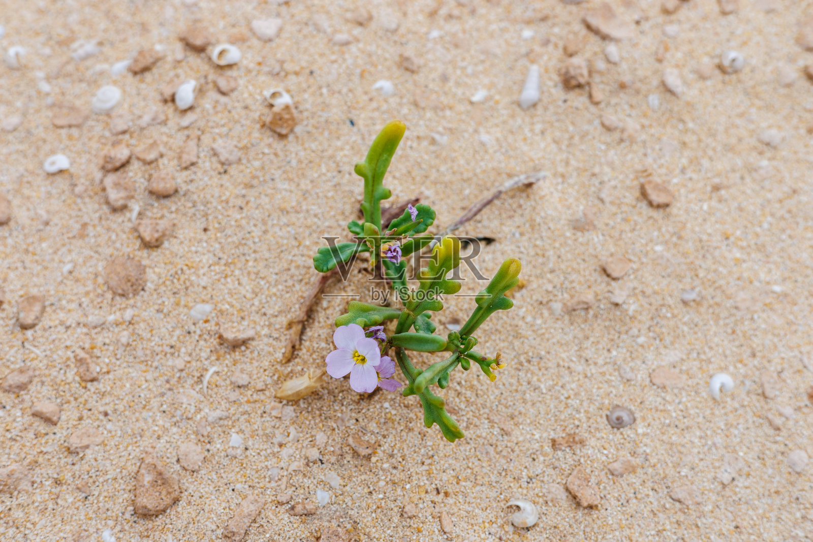 多汁的卡凯尔经常出现在富埃特文图拉岛的沙滩和沙丘上照片摄影图片
