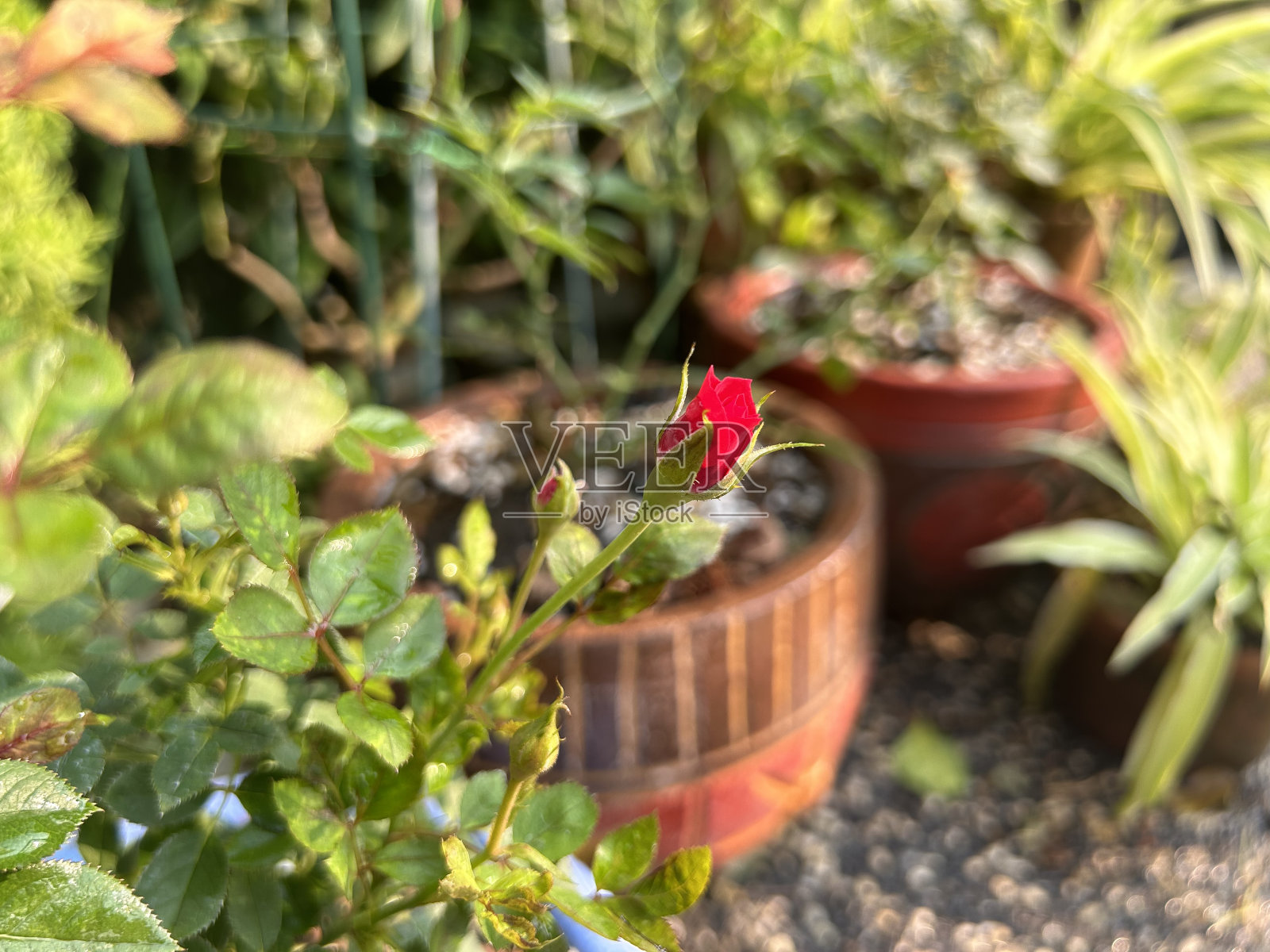 房子里有漂亮的玫瑰照片摄影图片