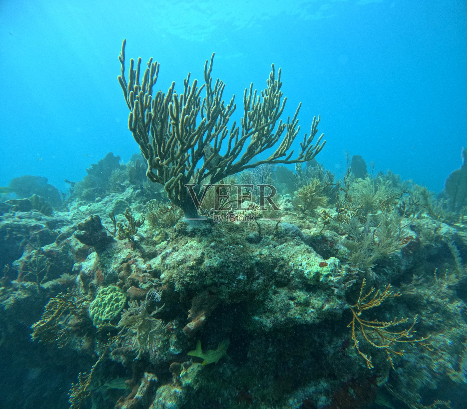 糖蜜礁的珊瑚照片摄影图片