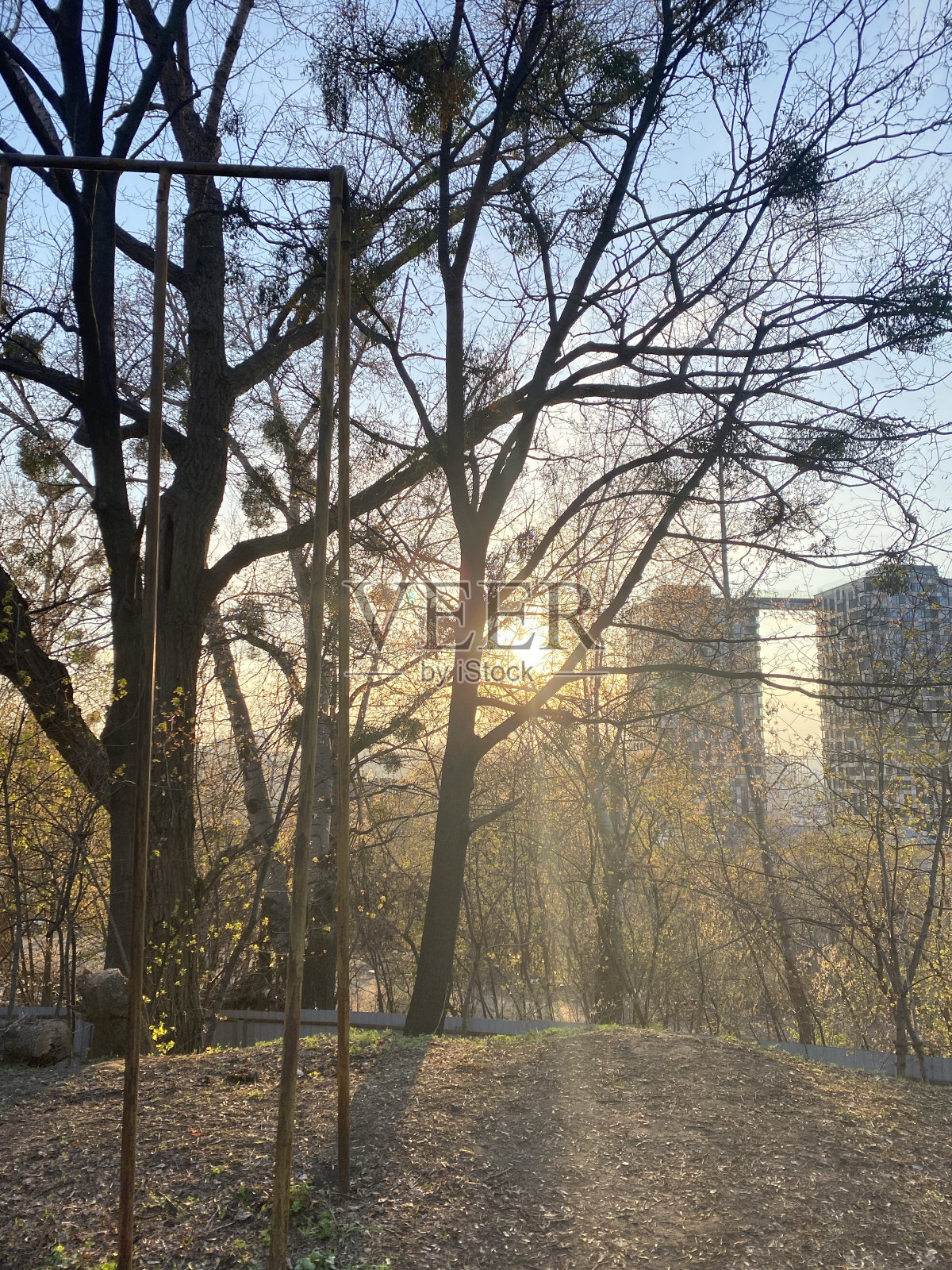 阳光透过树枝照片摄影图片