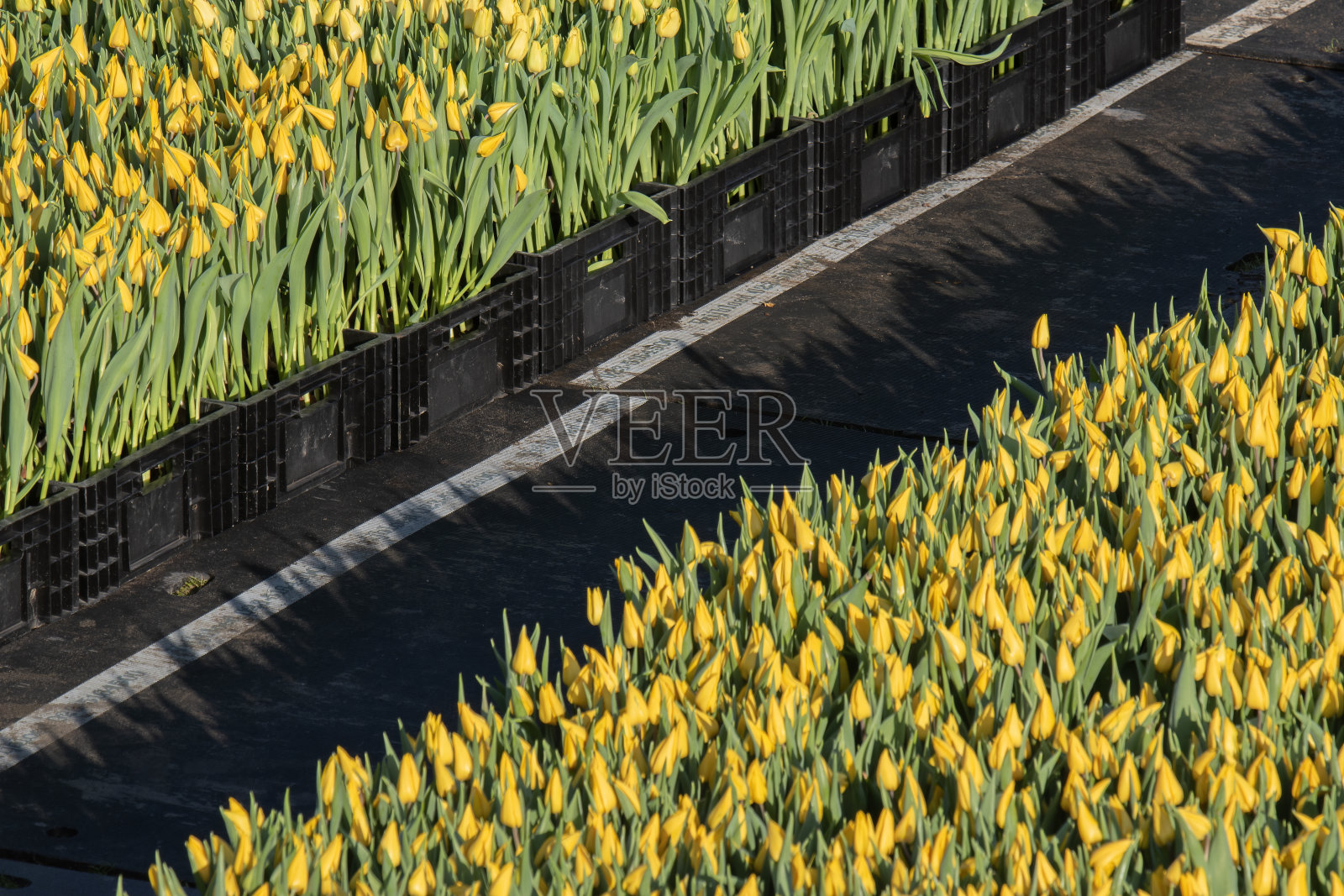 荷兰阿姆斯特丹的国家郁金香日照片摄影图片