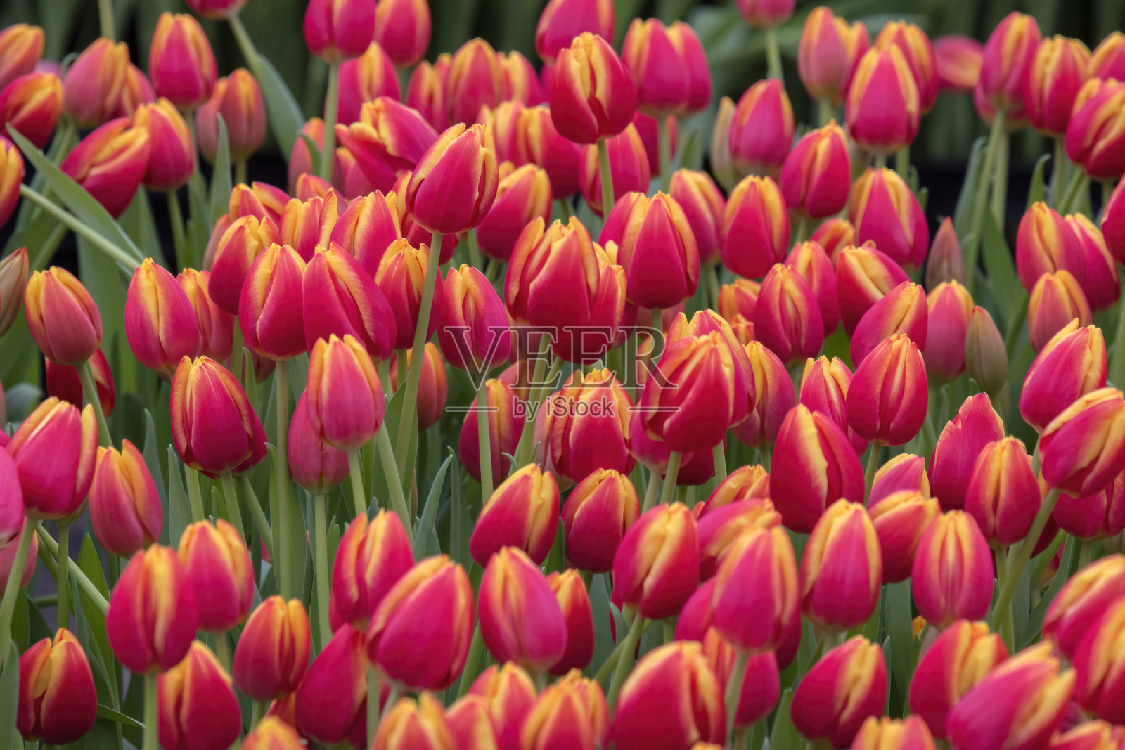 荷兰阿姆斯特丹的国家郁金香日照片摄影图片