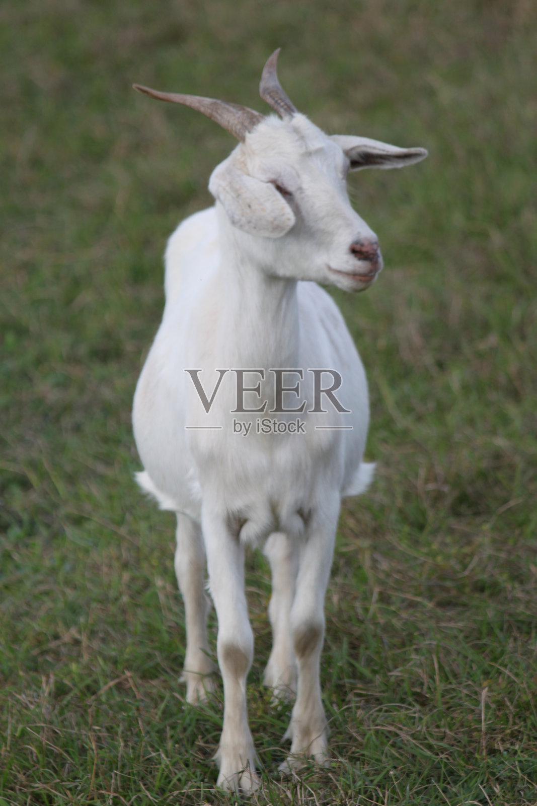 山羊家畜照片摄影图片