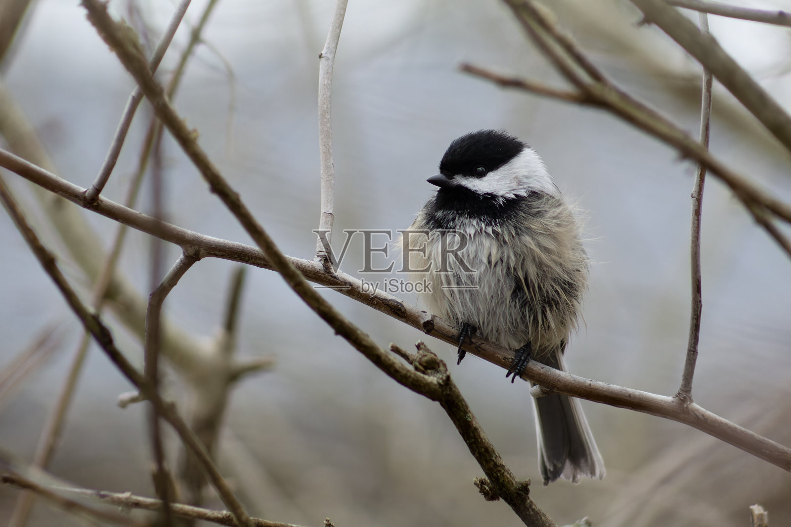 吃教山雀照片摄影图片