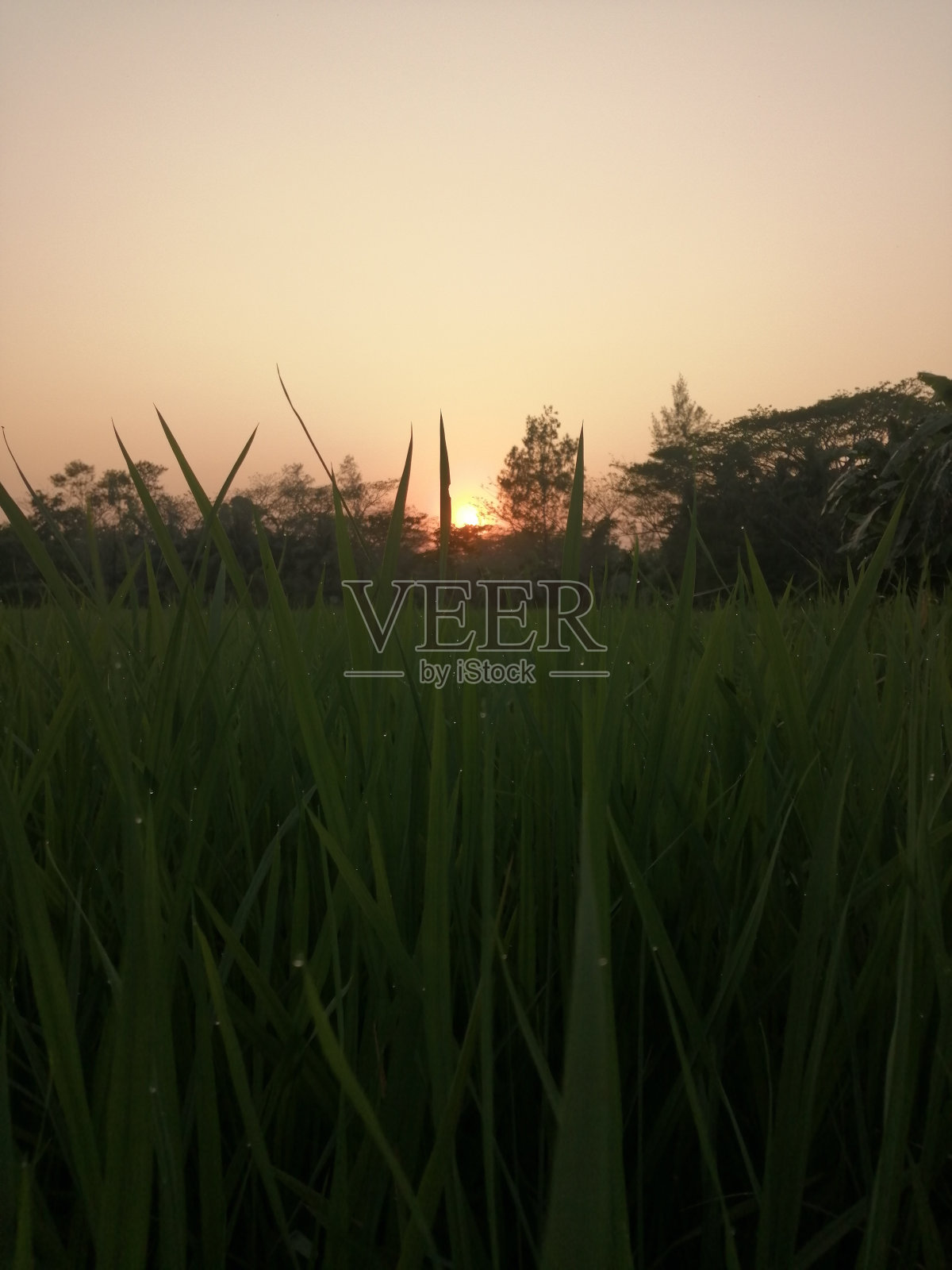 大米的生活照片摄影图片