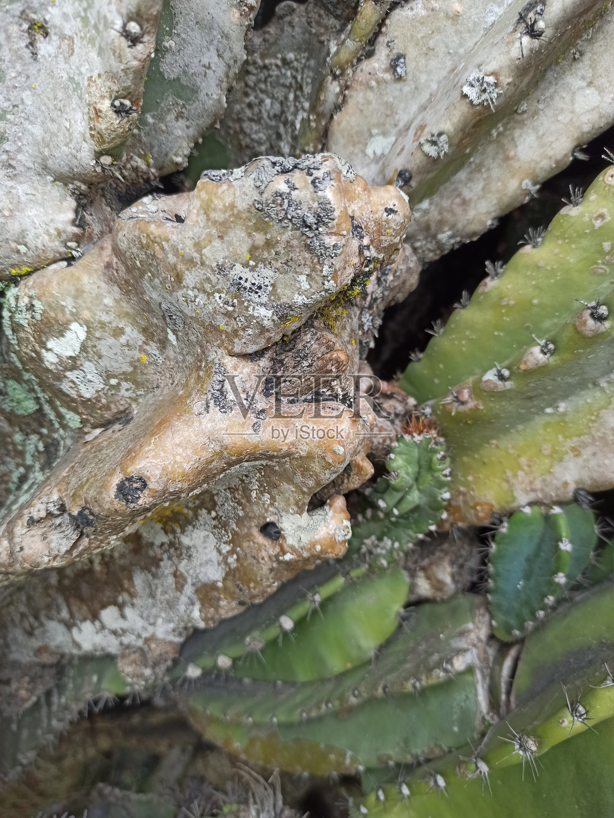 焦外仙人掌科的树干与干燥条件图案纹理背景照片摄影图片