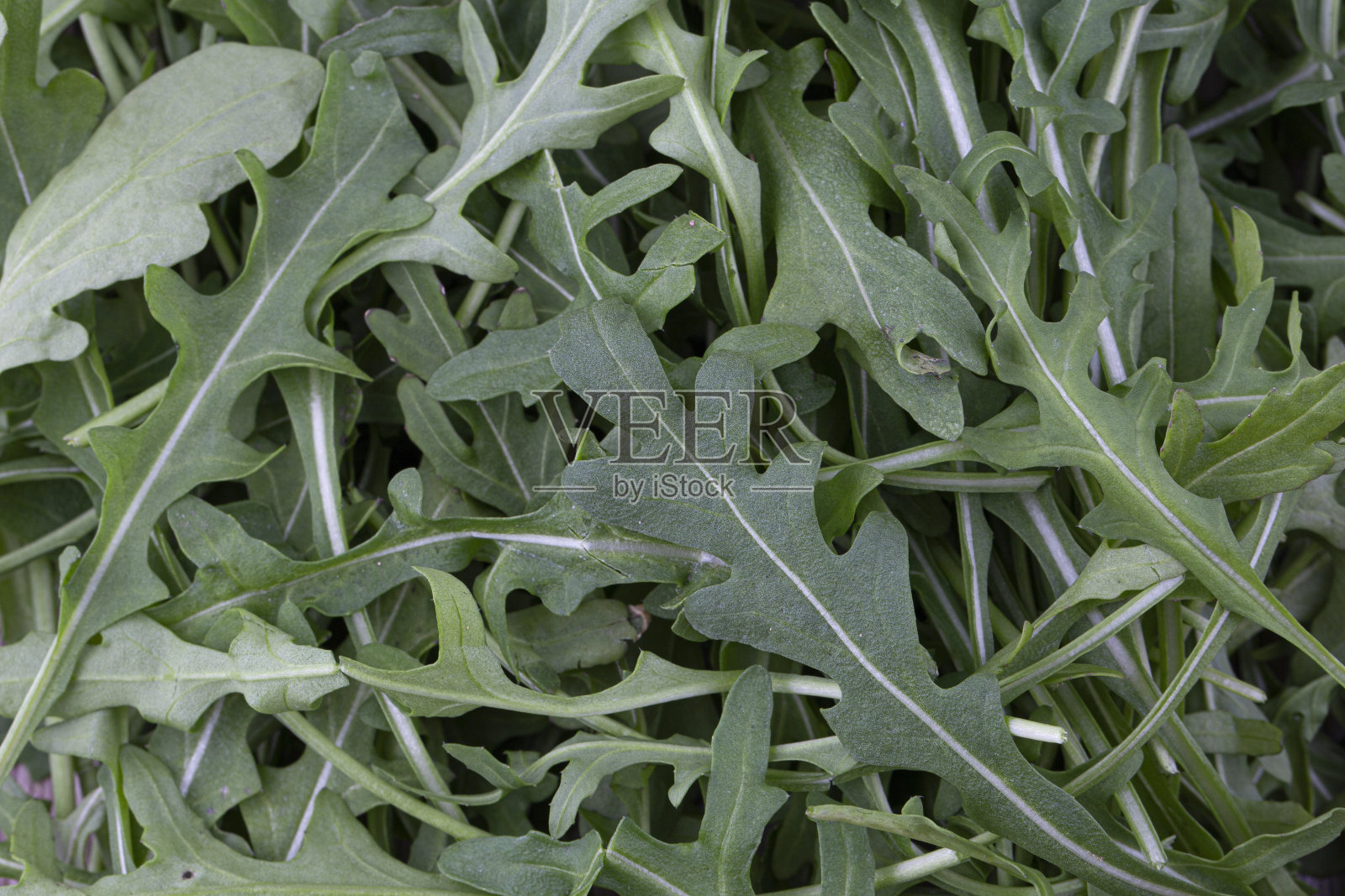 绿色新鲜的莴苣或芝麻菜叶离体照片摄影图片