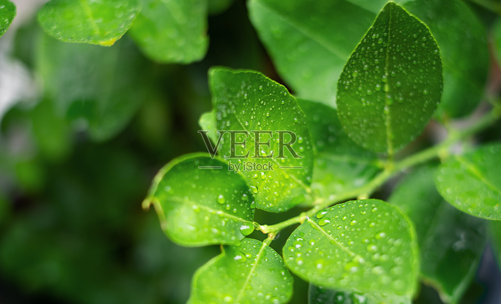 新鲜的无花果在雨后落下。照片摄影图片