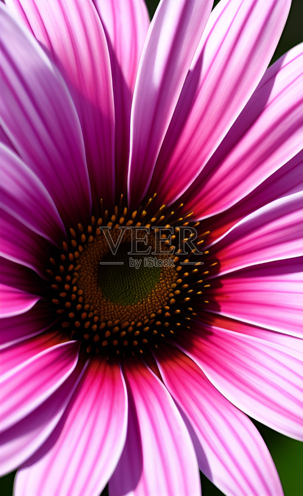 近距离观看色彩鲜艳的花朵照片摄影图片