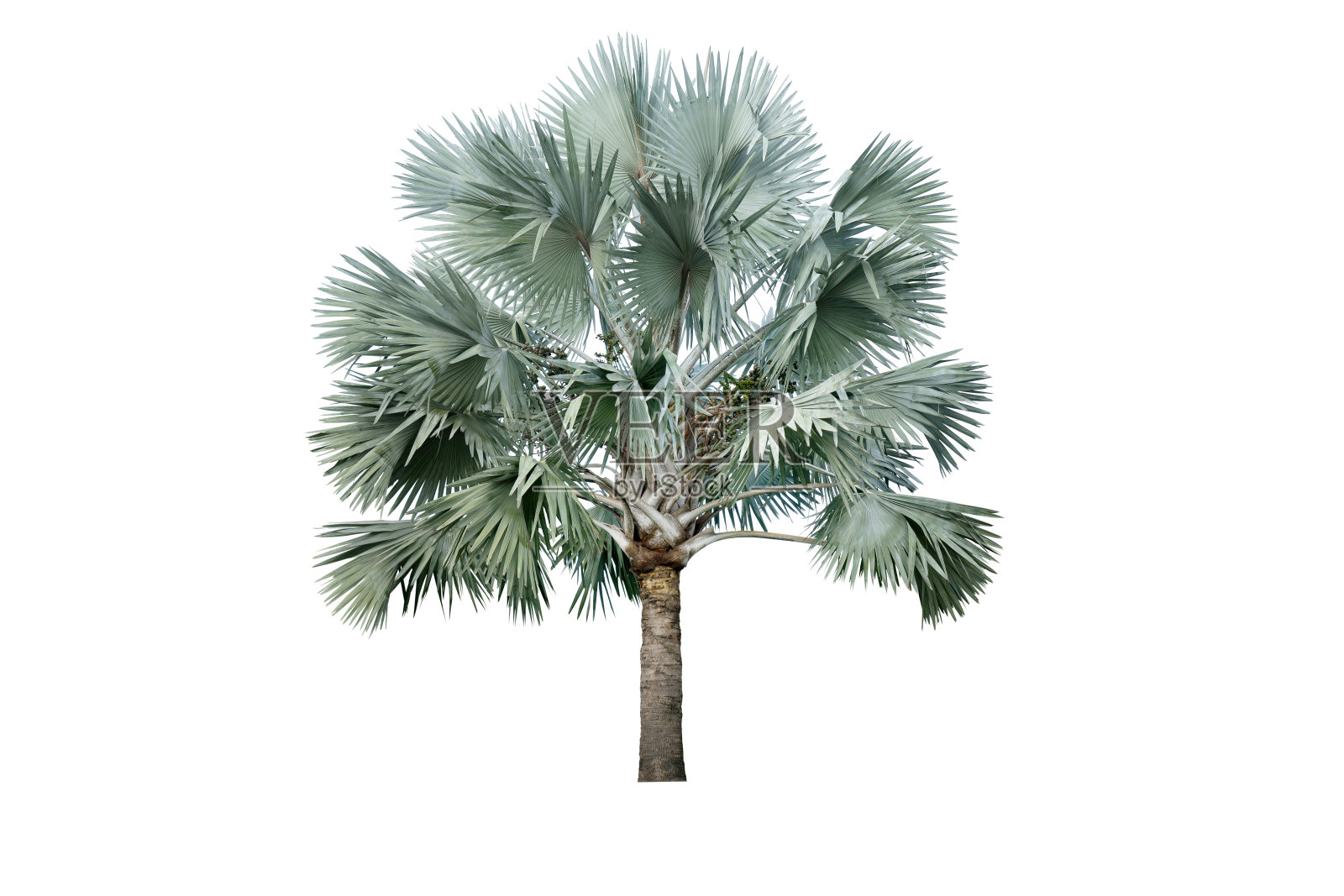 俾斯麦棕榈照片摄影图片