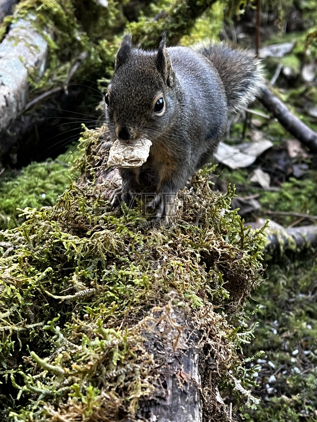森林松鼠和她的款待照片摄影图片