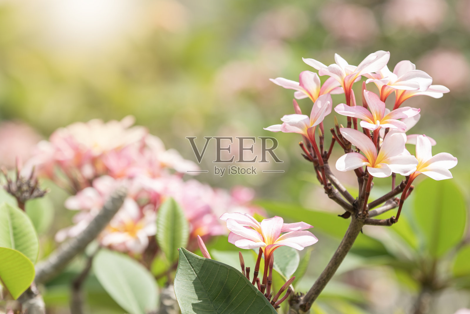 Plumeria花照片摄影图片