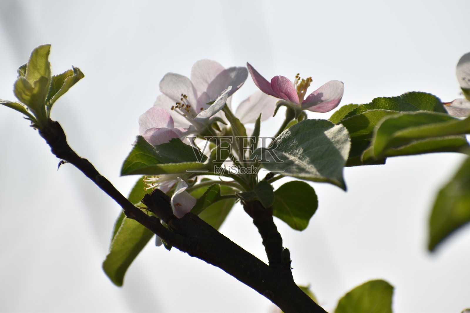 春天的花朵照片摄影图片