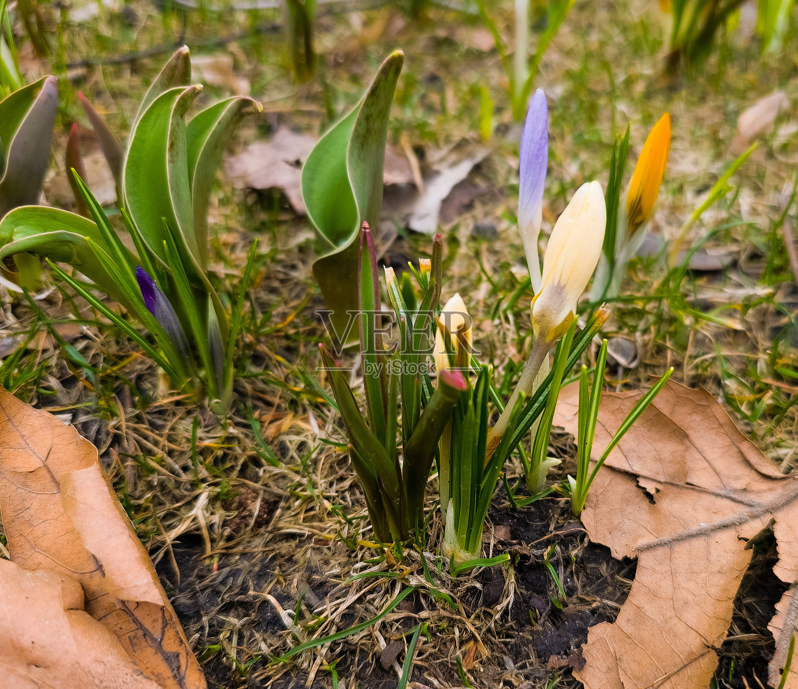 早春的城市公园里，一群花蕾未开放的彩色番红花。照片摄影图片