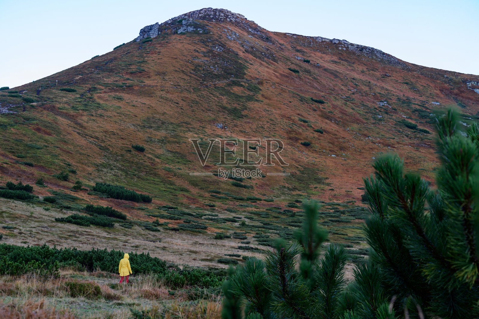 游客们穿过乌克兰喀尔巴阡山脉，背上沉重的背包。照片摄影图片