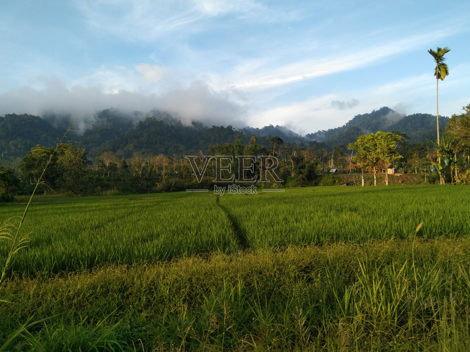 宁静的金色波浪照片摄影图片