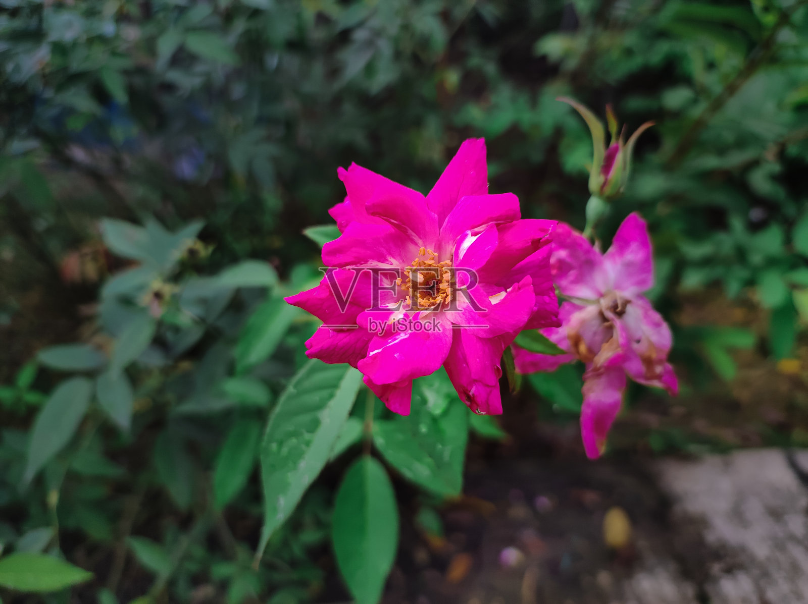 靠近粉红色的玫瑰花照片摄影图片