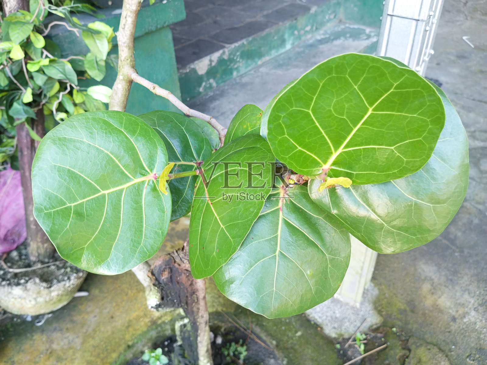 绿叶子的海苔树照片照片摄影图片