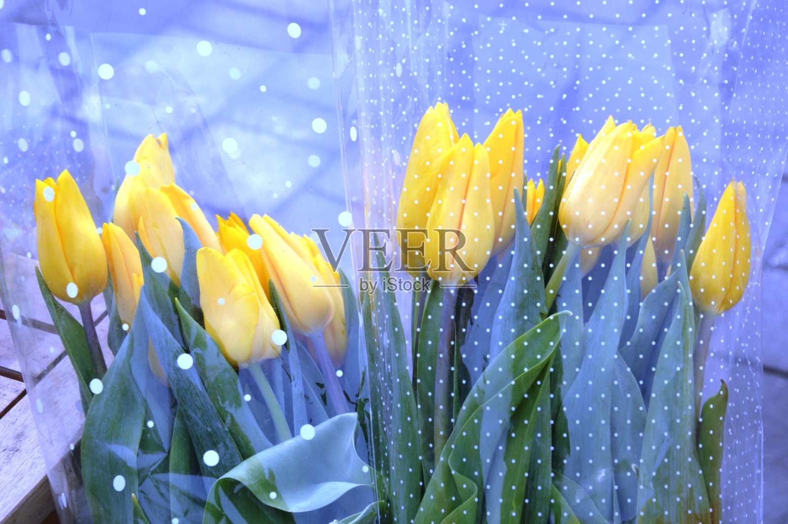 一束郁金香照片摄影图片