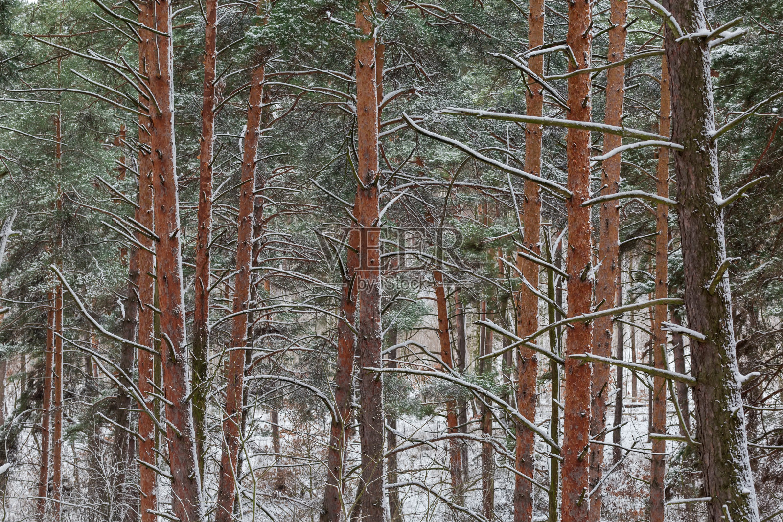 雪时森林中松树的树干和树枝照片摄影图片