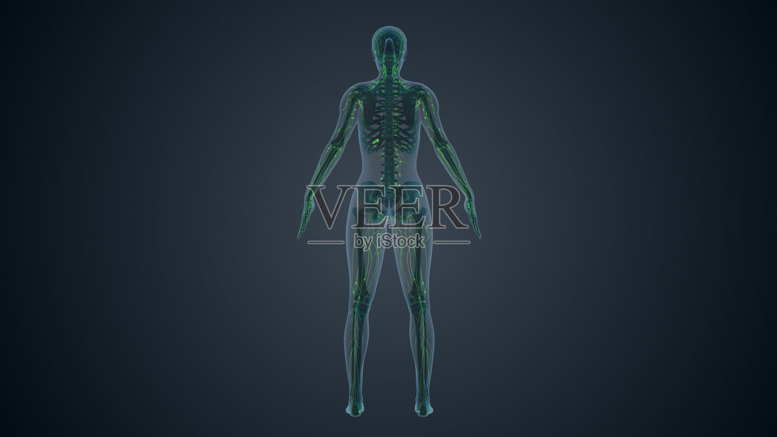 女性身体的淋巴系统照片摄影图片