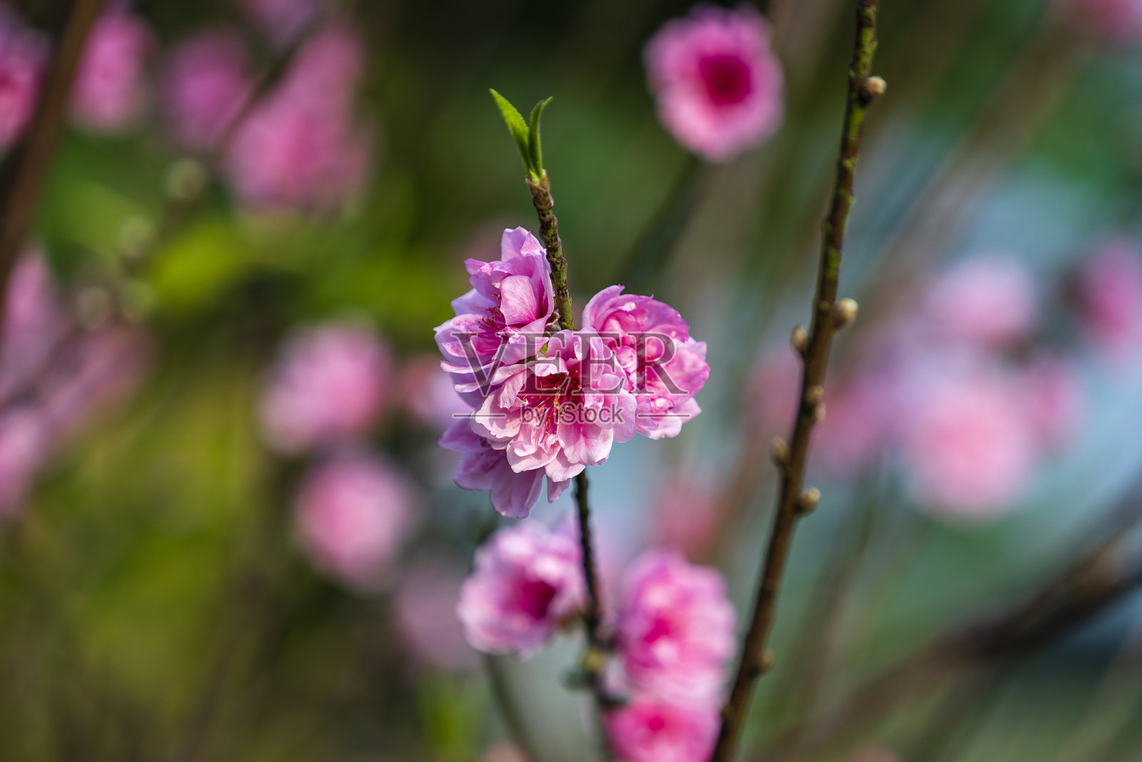 越南河内的桃花源。桃花，越南农历新年的象征照片摄影图片