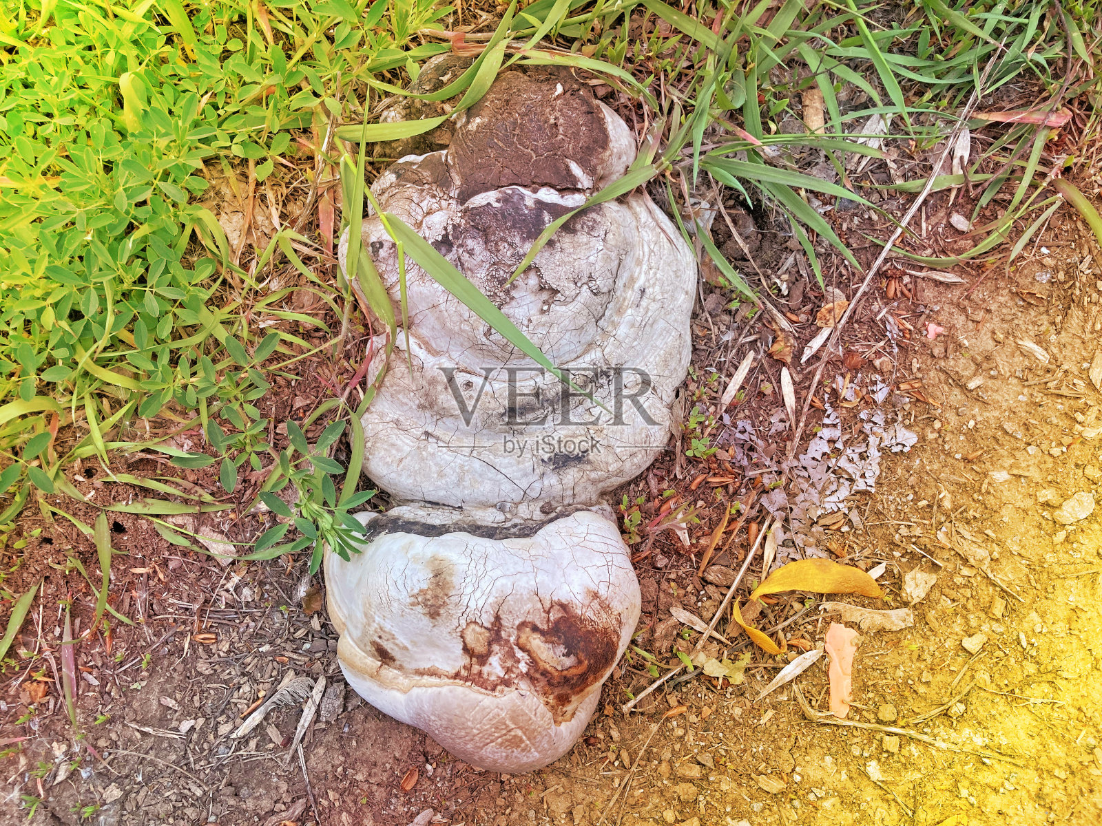 这种真菌被称为火绒蘑照片摄影图片