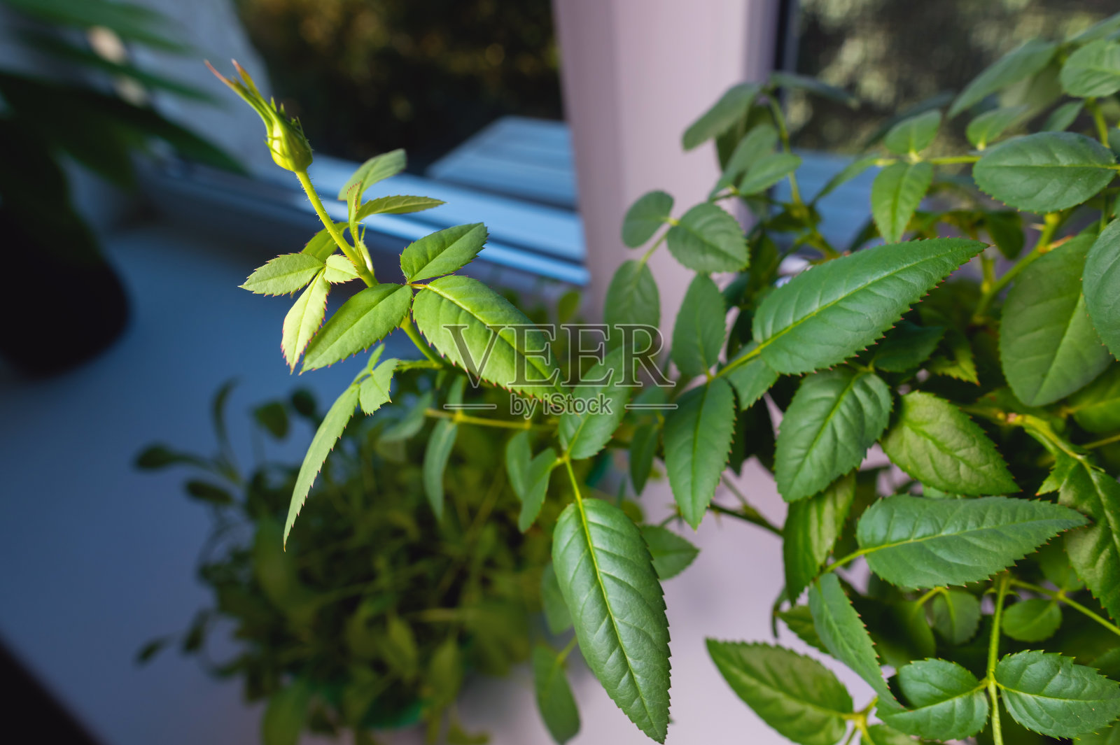 绿色叶子的喷雾玫瑰，一个受欢迎的观赏室内植物，特写镜头在家里照片摄影图片