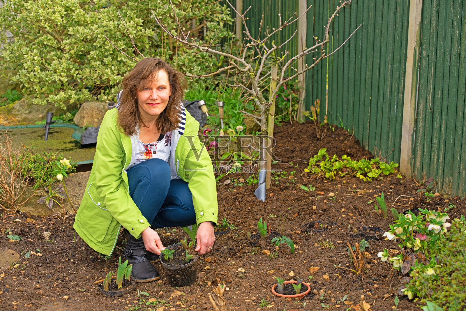 在花盆里种植郁金香，然后把它们放在地上的洞里。照片摄影图片