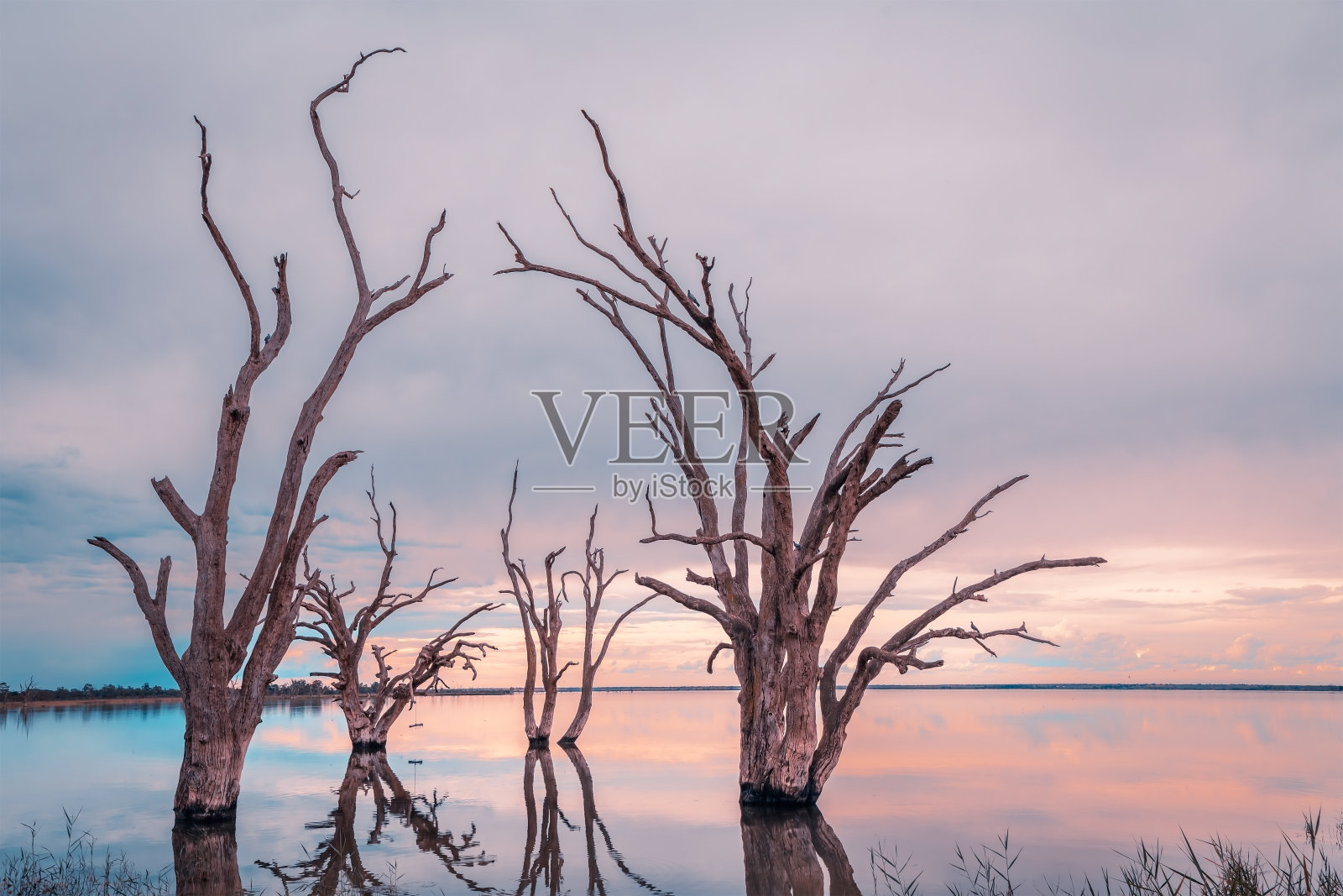 邦尼湖死树照片摄影图片