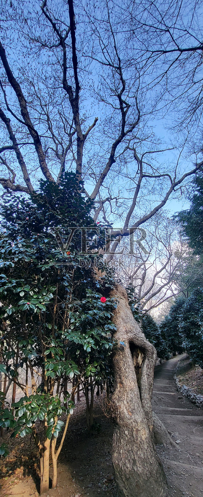 山茶花林道宣告春天来了照片摄影图片
