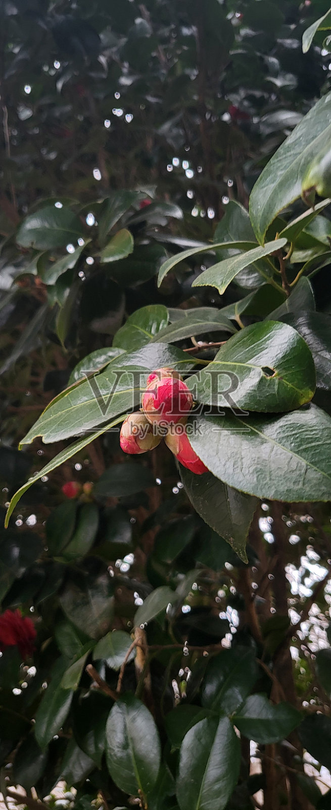 山茶花林道宣告春天来了照片摄影图片