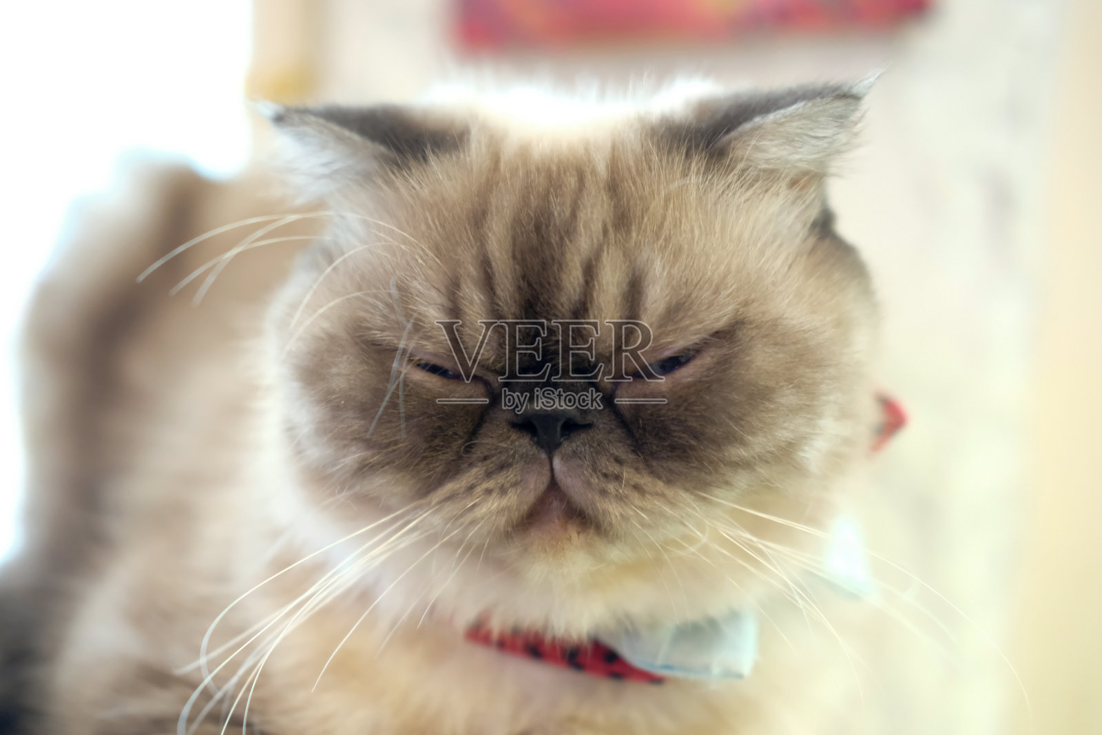 猫睡在地板上，选择性聚焦照片摄影图片