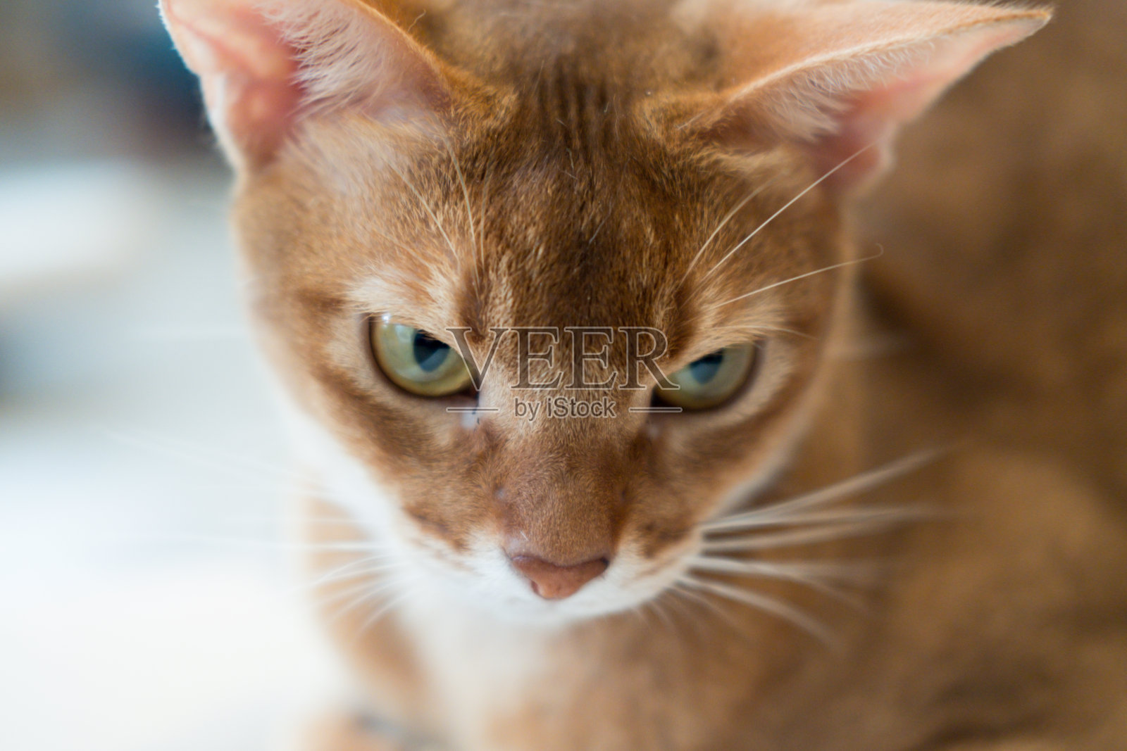 猫，选择性聚焦，背景模糊照片摄影图片