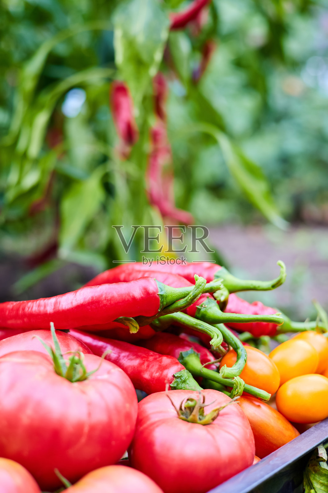 新鲜采摘的西红柿和红辣椒装在塑料容器里照片摄影图片