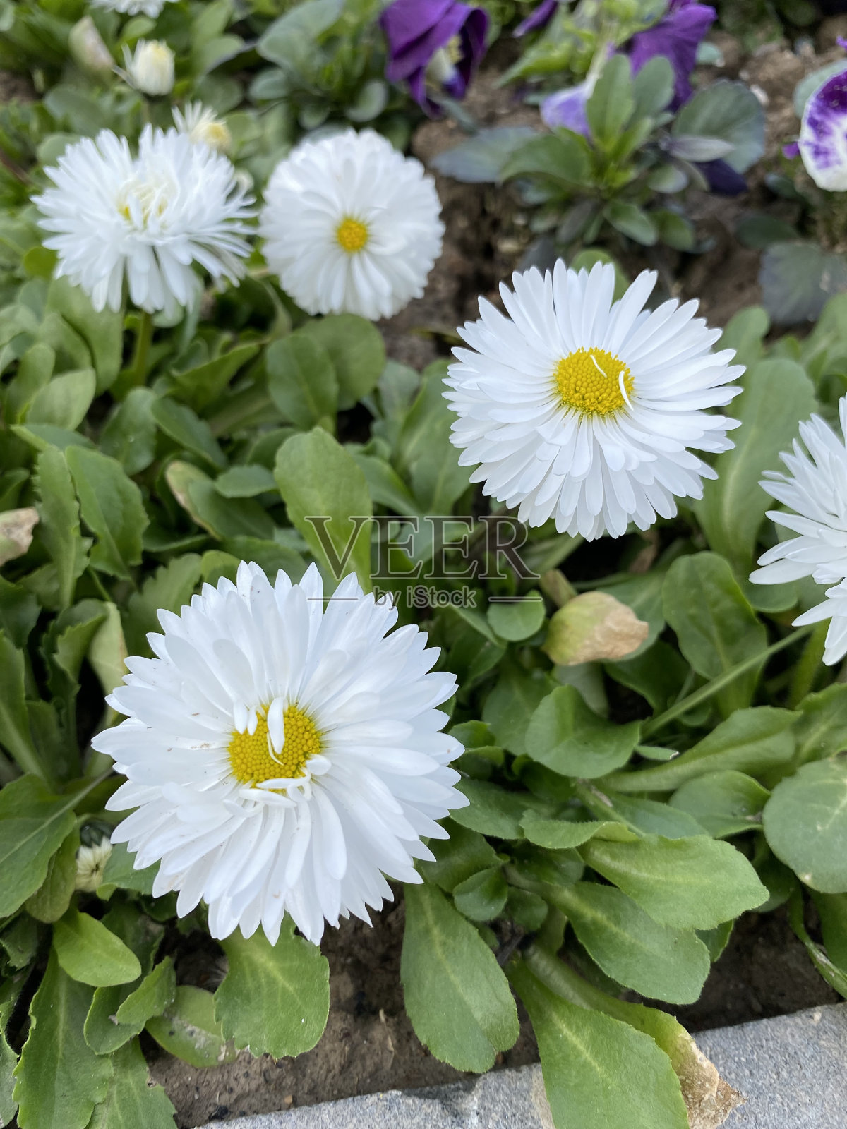 白色开花植物特写镜头照片摄影图片