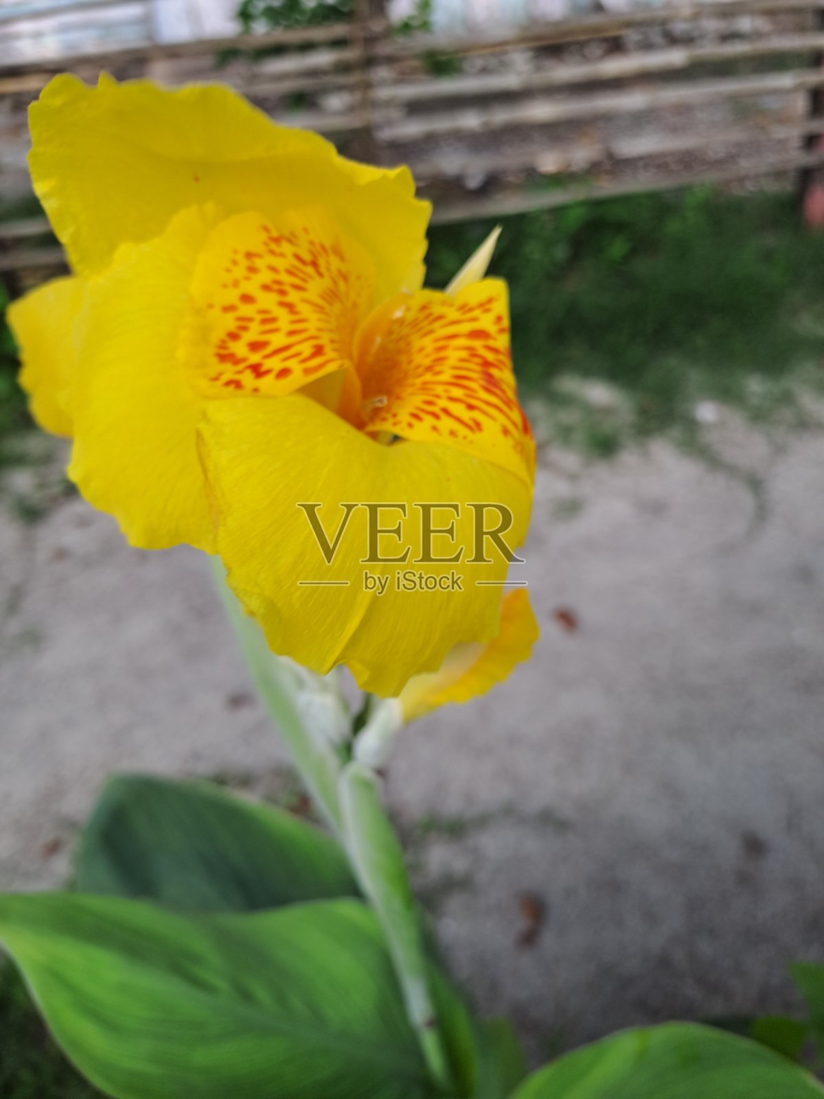 漂亮的黄花带着红色的阴影照片摄影图片