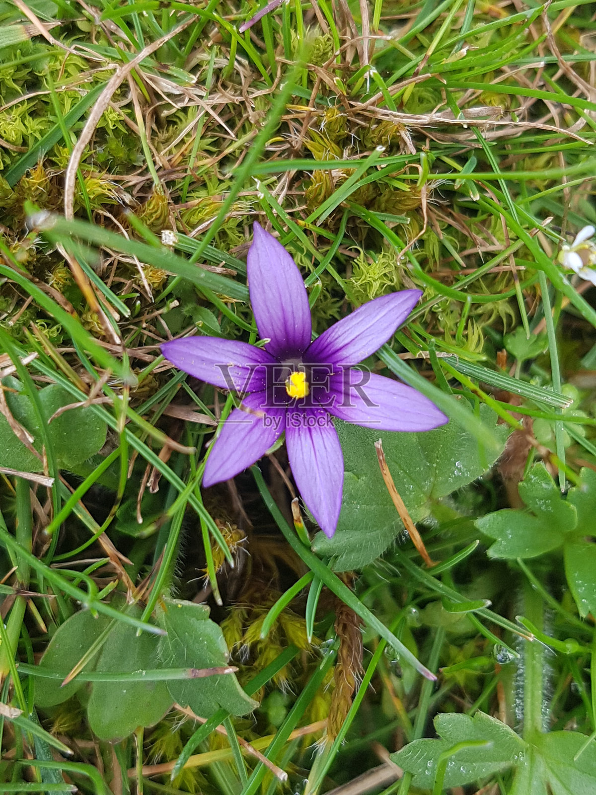 紫色的野花照片摄影图片