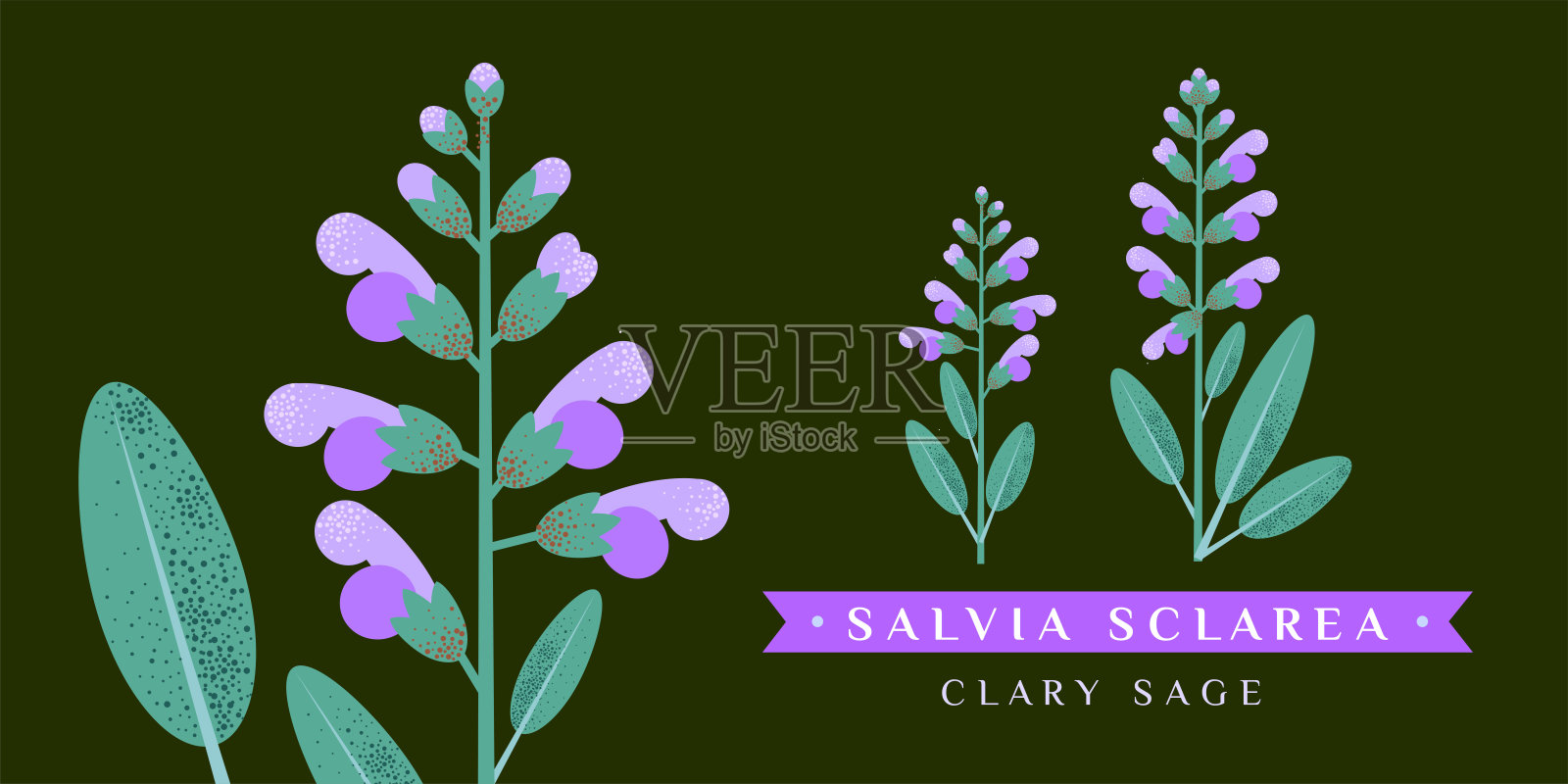 鼠尾草矢量图。孤立的花和叶。茶叶，有机化妆品，医药，芳香疗法的详细植物素描插画图片素材